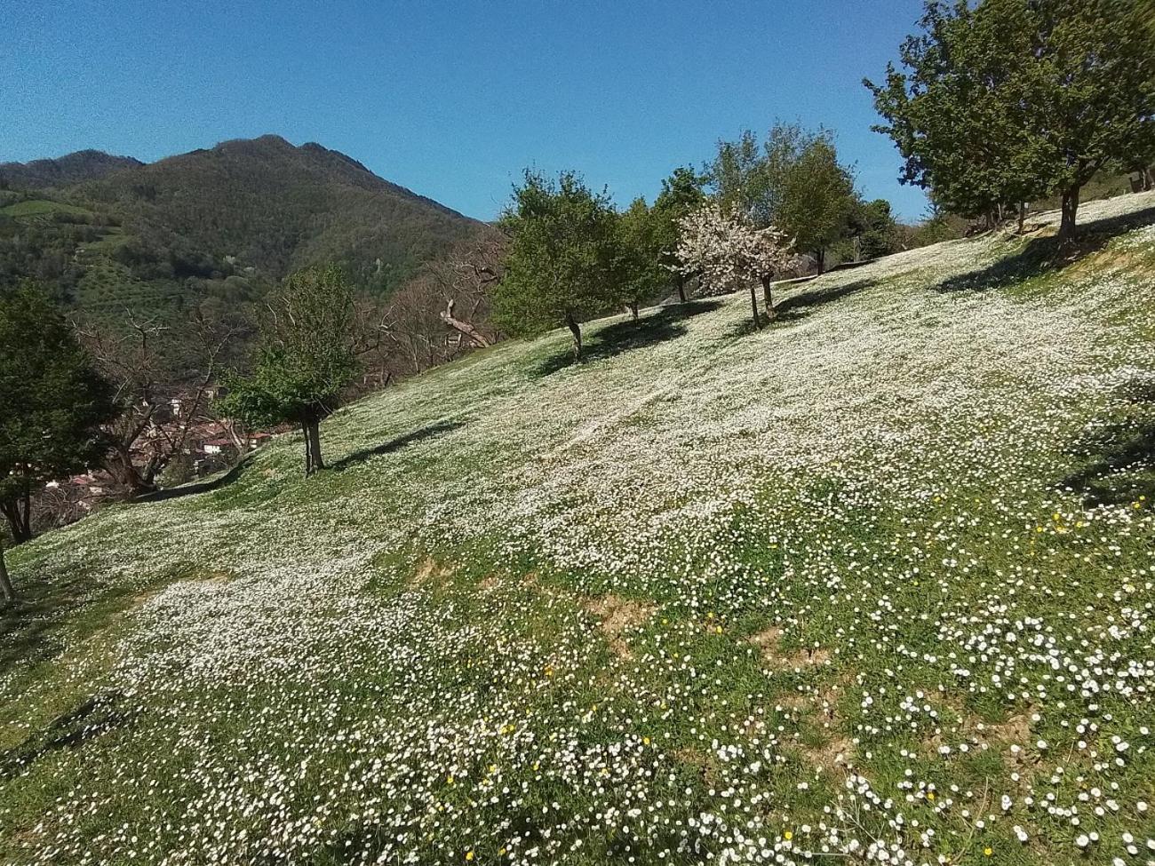 Casa Vacanze Podere Ugolini Ronta Екстер'єр фото
